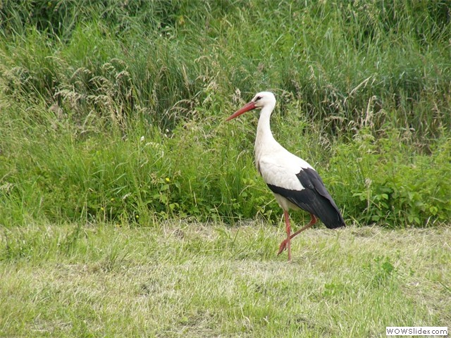 Cigogne d'Alsace