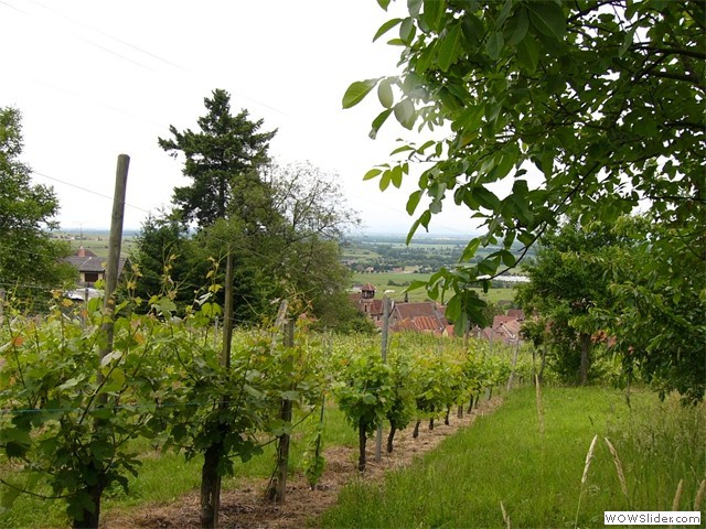 Gueberschwihr, sentier viticole