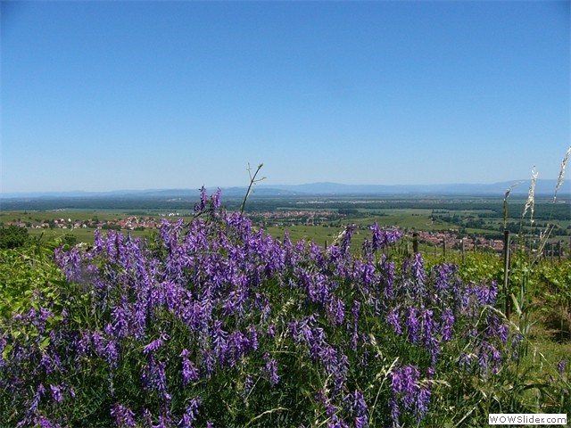 Gueberschwihr dans le vignoble