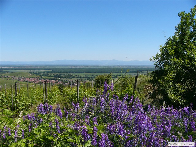 Gueberschwihr, sentier viticole