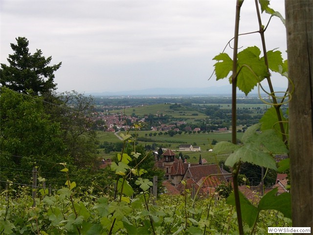 vignoble de Gueberschwihr