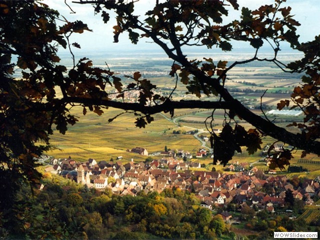 Vue de la forêt sur Gueberschwihr